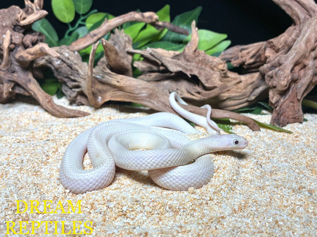 入荷情報🆕✨️ ホームページ入荷情報更新‼️ 極美のナミヘビに人気の