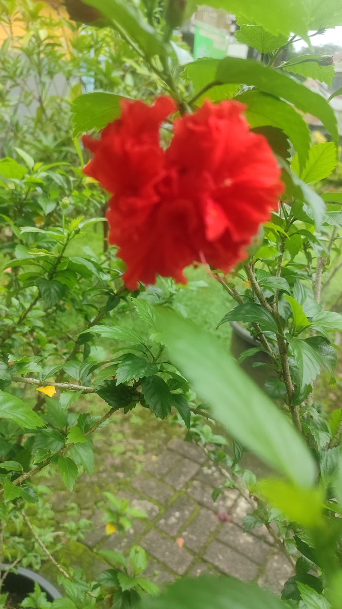 #celahawan 

Dalam diam mengayuh rindu 
Mengeja debu menuju temu 
Dengan badai merajut setia 
Pada sumpah tanpa menyerah 

Duh Gusti,
Semesta masih saja 
Menguji janji 

#dipinggirjalan