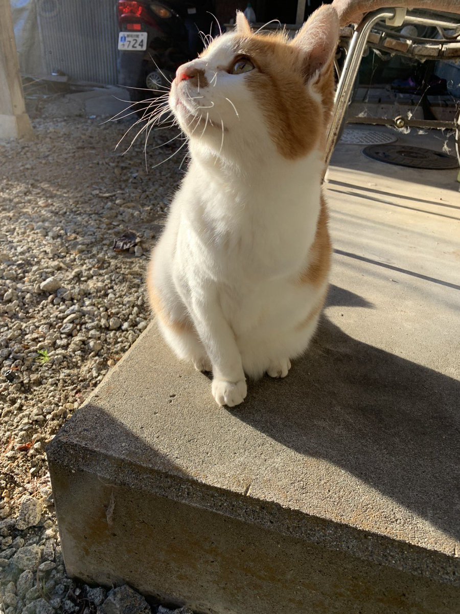 Beecha0160's tweet photo. 飼い猫が亡くなりました。
僕が18の時に拾ってきて、途中片足なくなったりしたけど今まで元気に生きてくれました。
僕はもう実家ではないので母親に看取られたみたいです😭
忘れないよ😭 https://t.co/YxaolExlyj