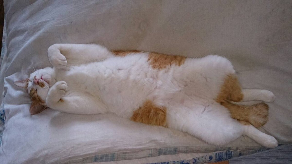 Beecha0160's tweet photo. 飼い猫が亡くなりました。
僕が18の時に拾ってきて、途中片足なくなったりしたけど今まで元気に生きてくれました。
僕はもう実家ではないので母親に看取られたみたいです😭
忘れないよ😭 https://t.co/YxaolExlyj
