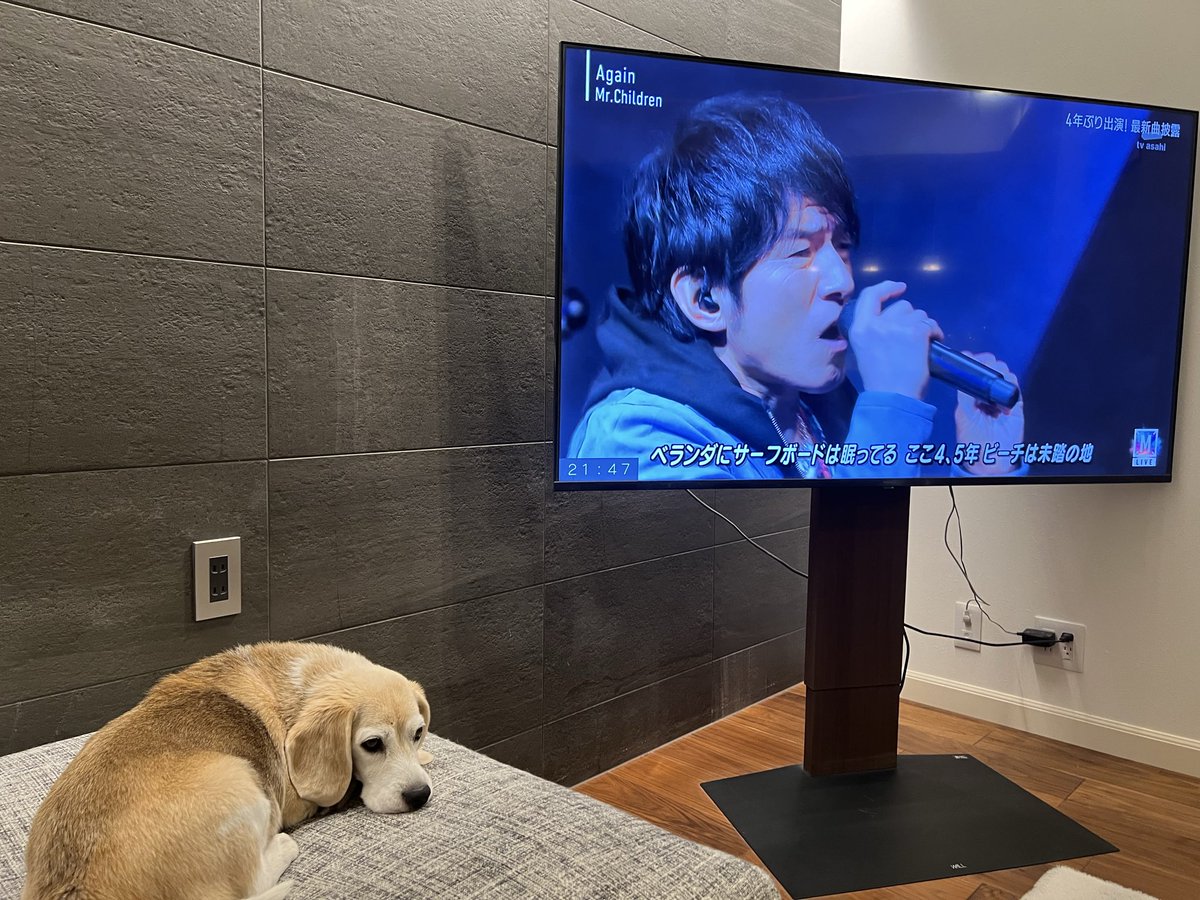 mame_0412's tweet photo. ミスチル、ライブで聴けて幸せ💙
舞い上がりすぎたから、録画したのをゆっくりじっくり見ます🤍
ワンコにとっては桜井さんの声が心地よかったみたい😪
#ミスチル
#MrChildren
#ミュージックステーション https://t.co/UgwABkQqug