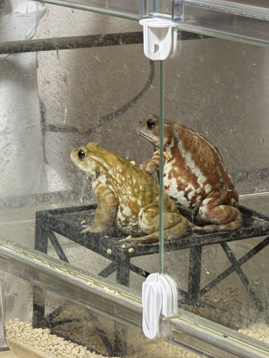 AngryBudget's tweet image. なんかあんの…？
ちょい目離してたら集まってたが…