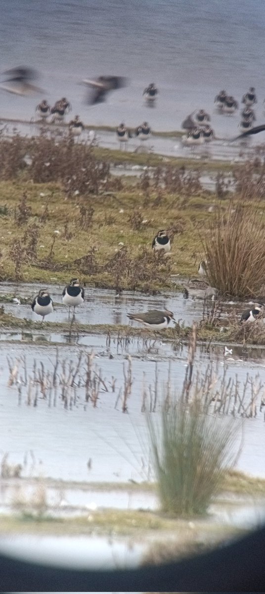 kevin stead tweet media