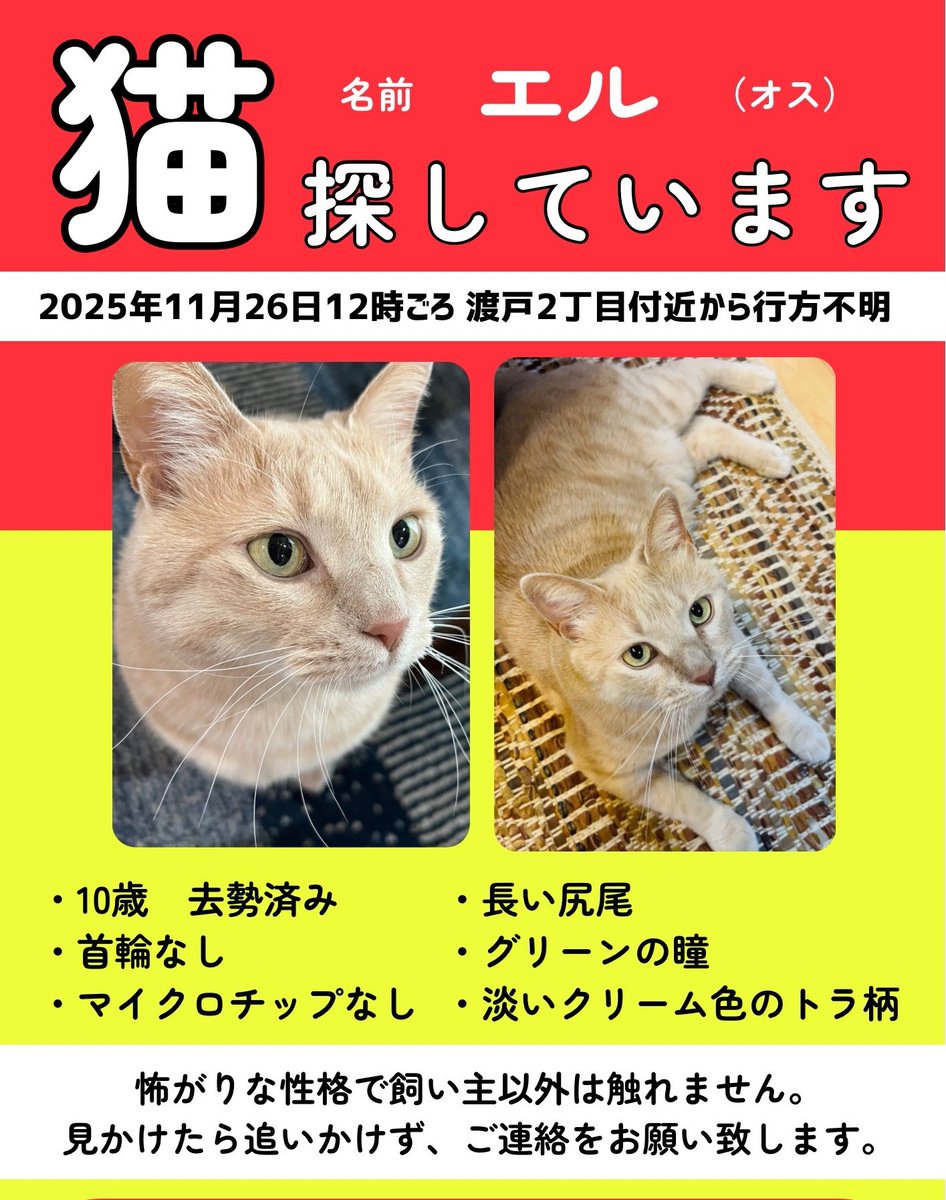 okotamaru's tweet photo. #迷い猫
#拡散希望

まだ探し出せていない子達がいます

保護した子が似てる
エサ場に来ている子が似てる

かなり遠方にいるかもしれません
小さな情報でも構いません

ご協力よろしくお願いします

#埼玉県 #茶トラ #ロシアンブルー #協力お願いいたします https://t.co/7wyrv52ztn