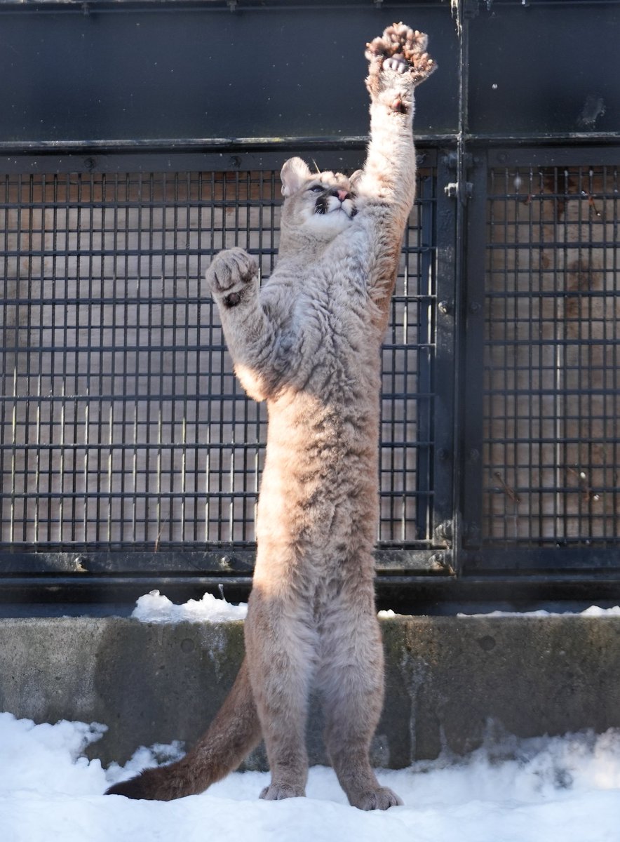 ヨッシー (@yoshi_s05) / Posts / X