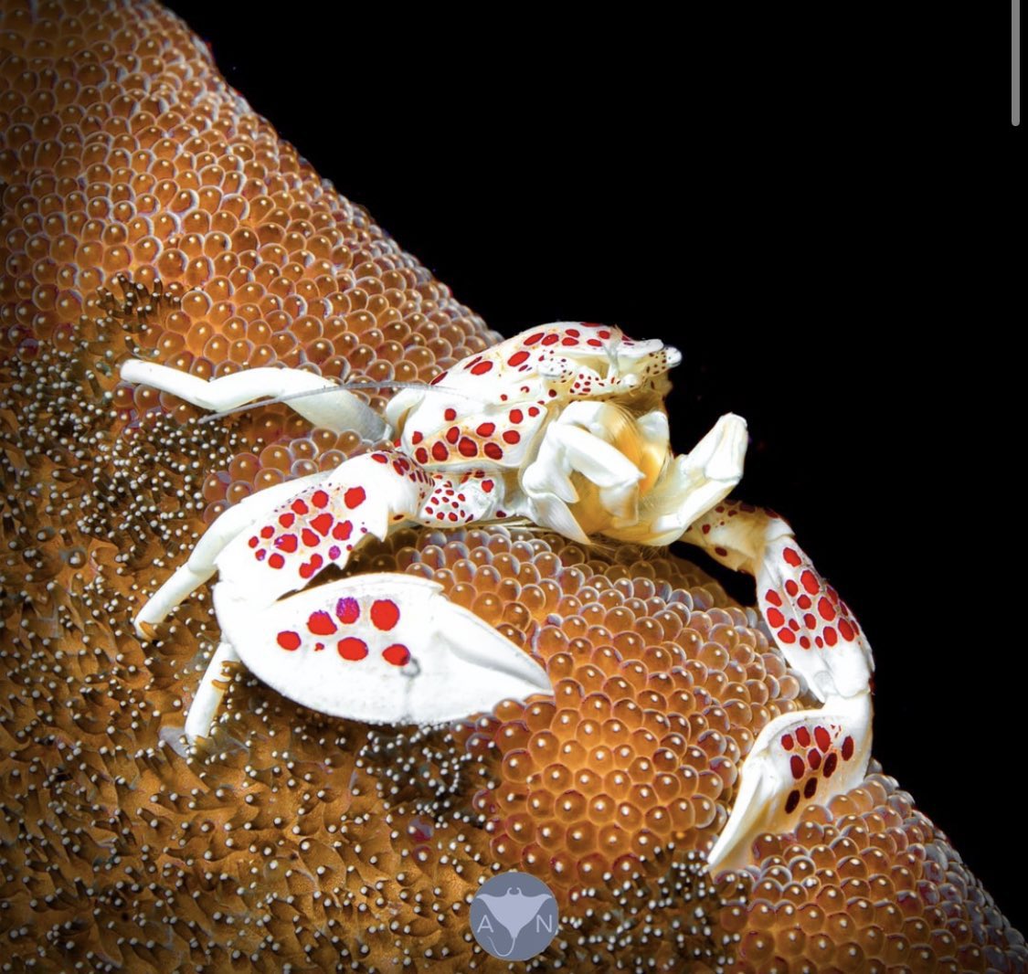 🦀 Crab Of The Day 🦀 tweet media