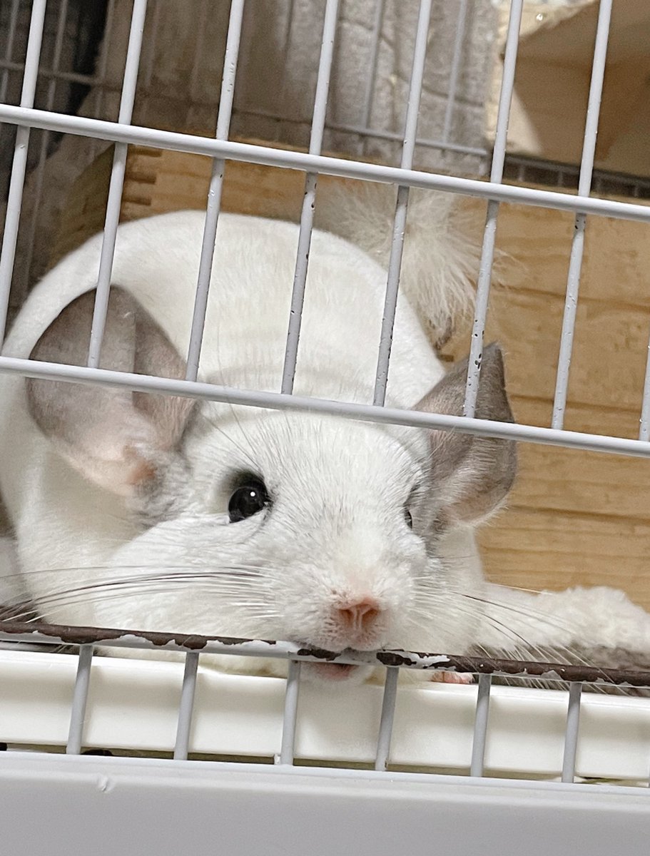 イタズラしてるってわかってる時の顔
つい可愛くて許してしまう🙄