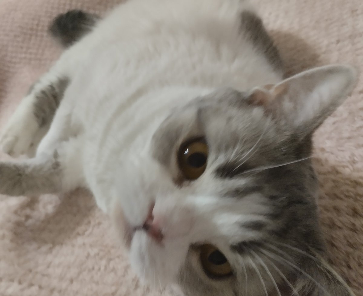 rruruq's tweet photo. また会えた https://t.co/1kieUsxvhk