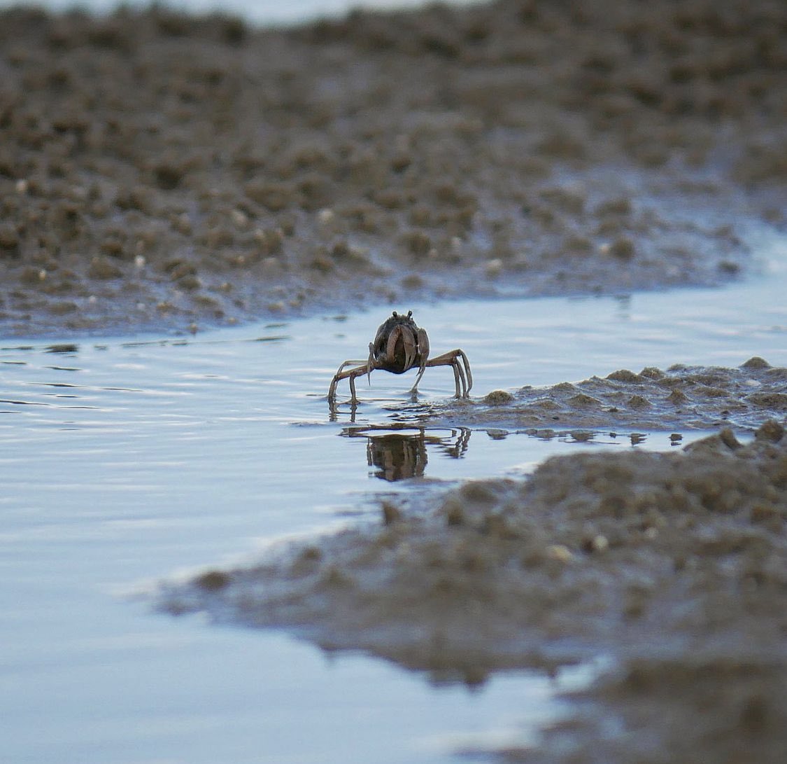 🦀 Crab Of The Day 🦀 tweet media