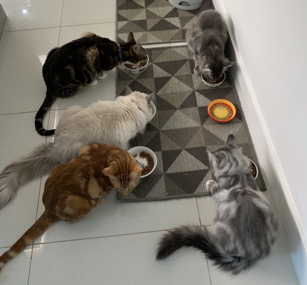 Shellybash's tweet photo. @JaneFallon My gorgeous collection.  Our 5 and new addition Ms Beaujangles. 🥰🥰🥰🥰🥰🥰 https://t.co/PpncqnitRw