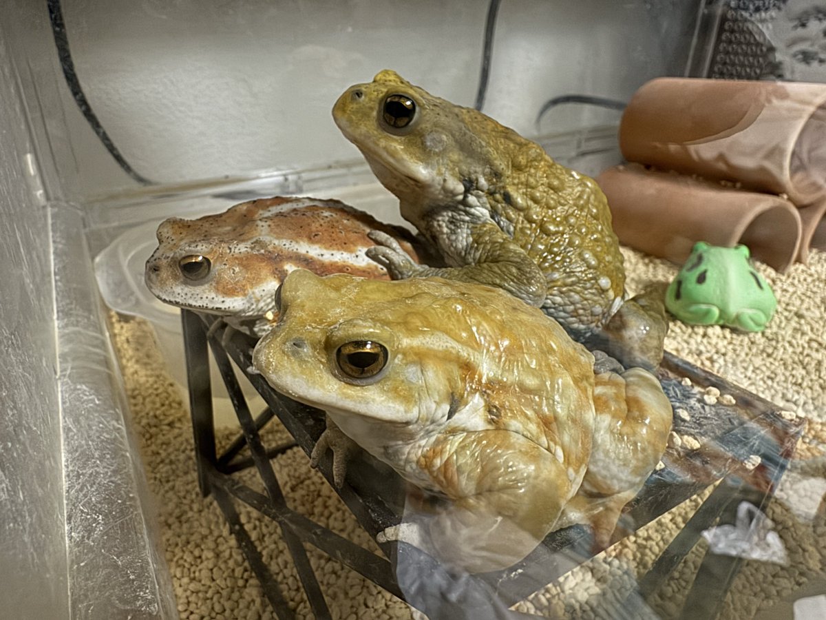 AngryBudget's tweet image. カエルの気持ちはわからん！笑