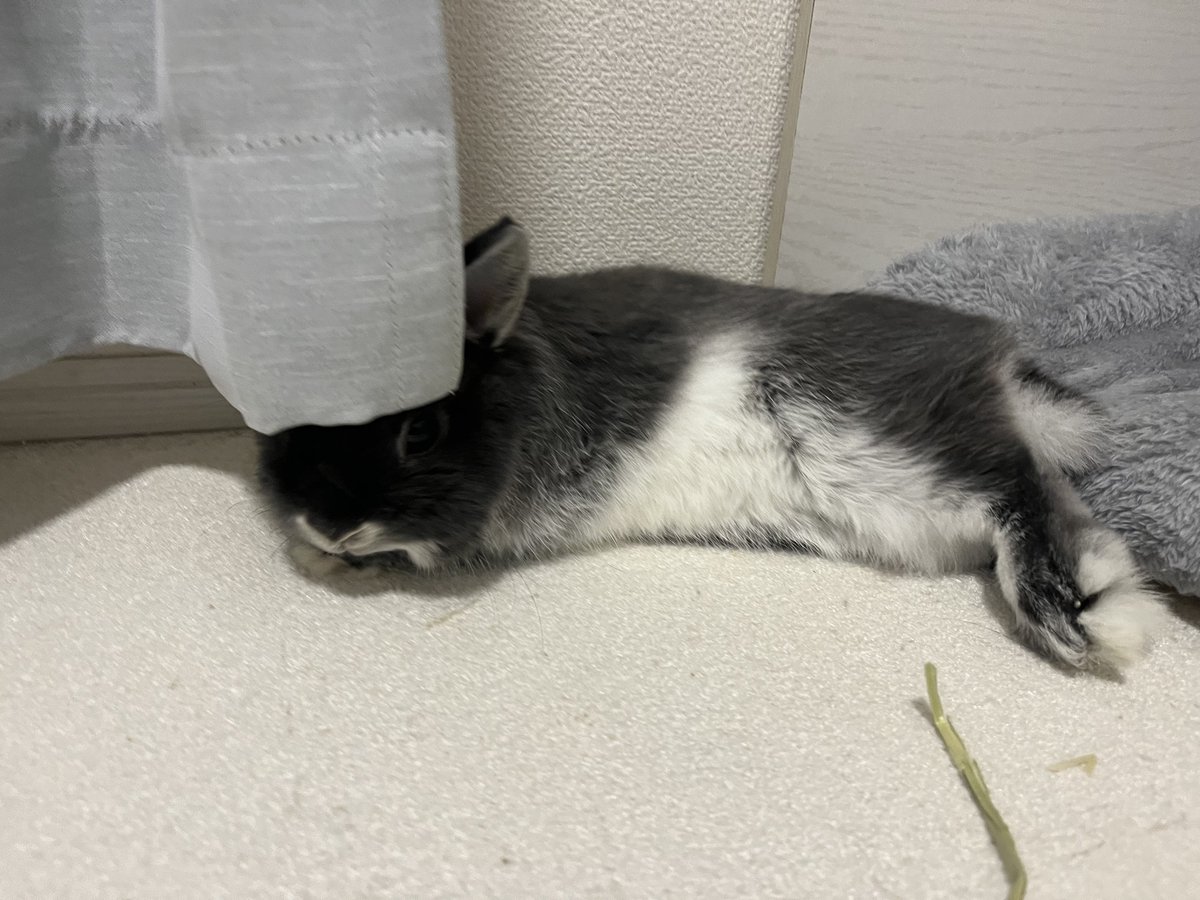 うさぎのびび tweet media