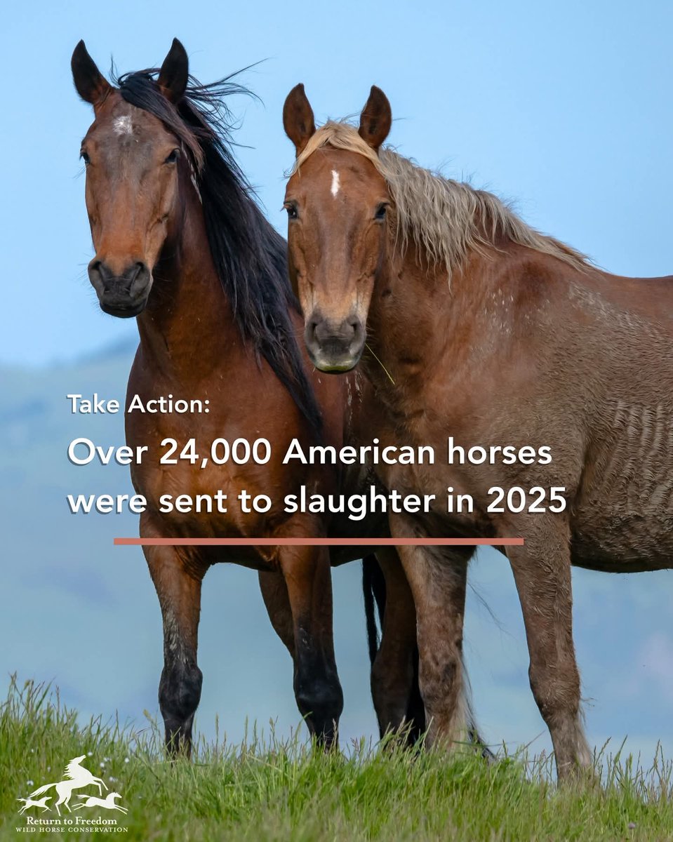 meliorist59's tweet photo. @Joni_Looking1 #PassTheSAFEActNOW
#StopTheSlaughterNOW https://t.co/jxuuc0FmHx