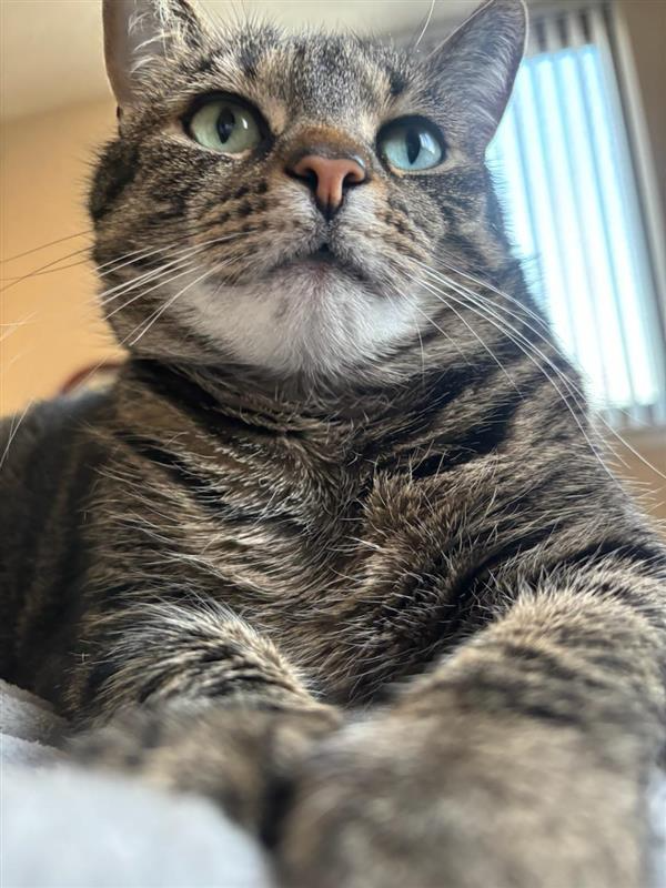 uspetfood's tweet image. Happy #NationalCatHealthMonth from PFI feline Autumn! Get to know the important elements that are required in complete and balanced #CatFood. 

➡️ petfoodinstitute.org/cat-nutrition/