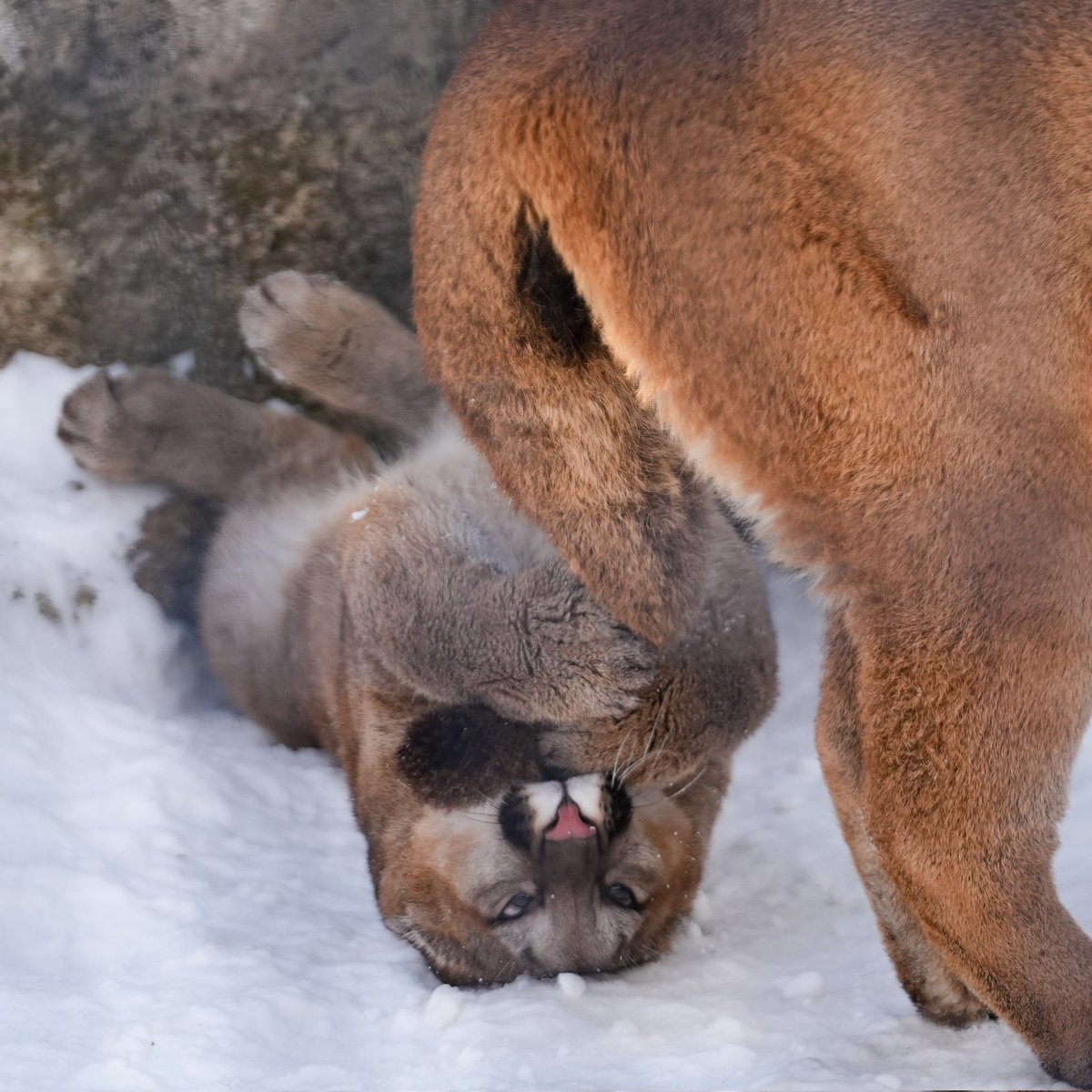 ヨッシー (@yoshi_s05) / Posts / X