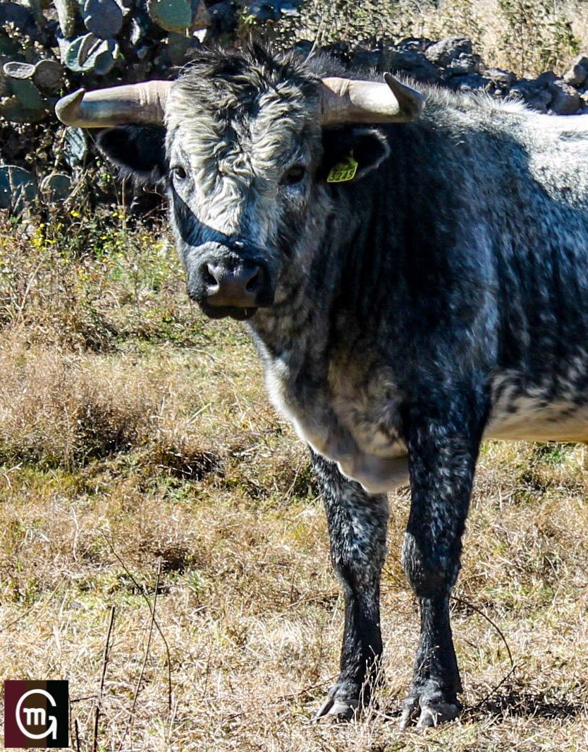 Un cruce serio de miradas con este que sigue su desarrollo. Tengan todos un gran fin de semana. #lavidadeltoroenelcampo