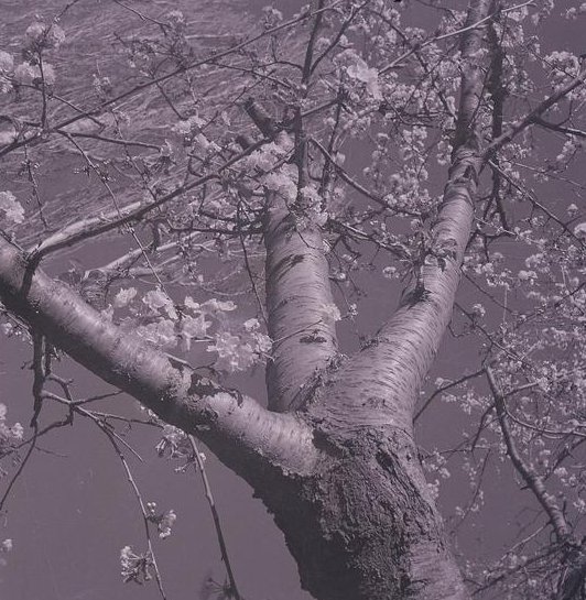 "Quien no hace nunca daño a nadie
No se merece tan mal trato.
Ya sea sauce pensativo
Ya melancólico naranjo
Debe ser siempre por el hombre
Bien distinguido y respetado"

Defensa del árbol, Nicanor Parra