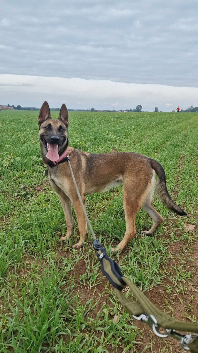 Maya is 3yrs old and this girl has spent most of her life in a crate. Maya is growing in confidence everyday but she will need a calm and patient home to give her time to settle 
#dogs #germanshepherd #Notts 
gsrelite.co.uk/maya-3/