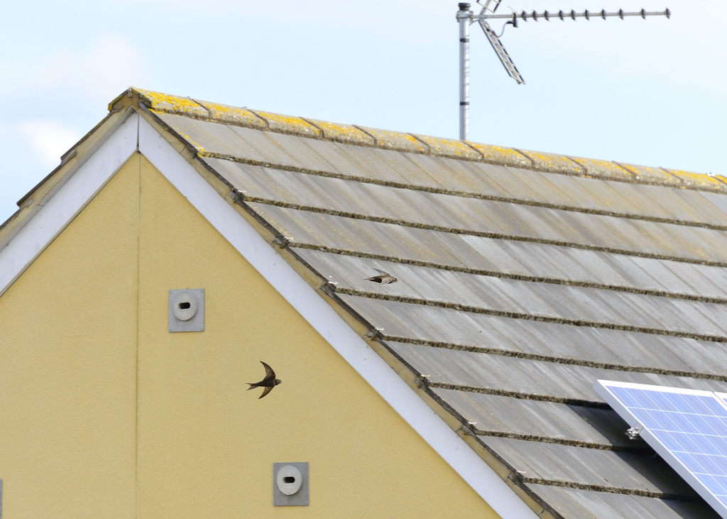 Bird-Watchers.com tweet media