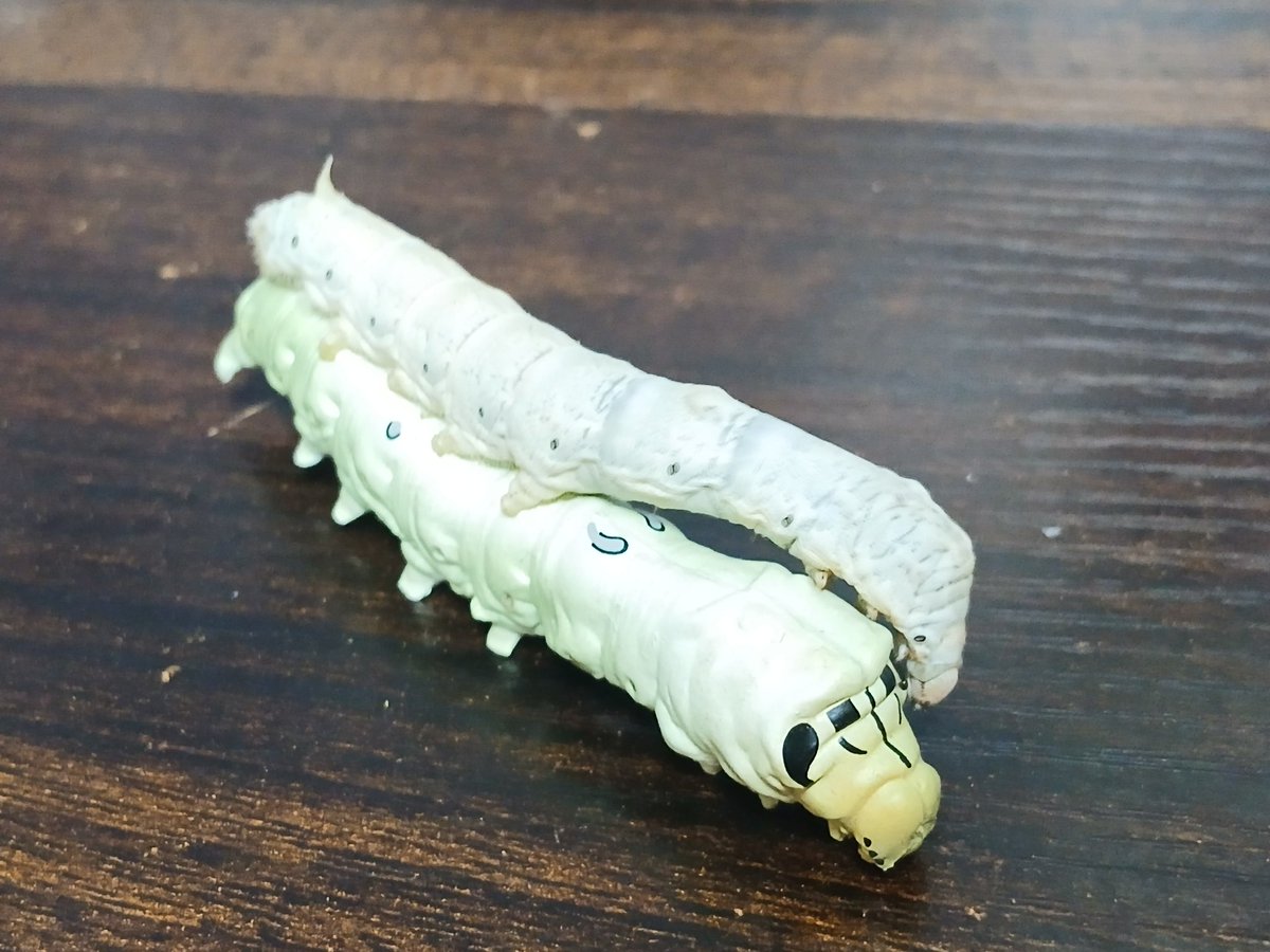 今は姫蚕さんしかいらっしゃらないの。前もこういうの撮った気がする。
イモコレ！のカイコさんは緑がかっているのできっと桑の葉で育った方がモデル。我が家は人工飼料なので白が強い。