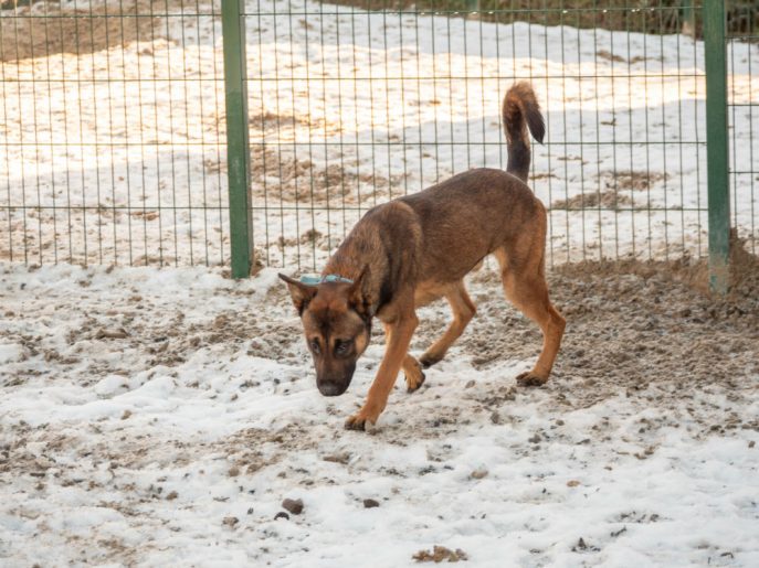 Jack is coming up to a year old and he was picked up as a stray. Jack is a typical cheeky pup who can live with older kids and will need some more work on his doggy social skills as he has missed out on a lot 
#dogs #germanshepherd #Cornwall 
gsrelite.co.uk/jack-9/