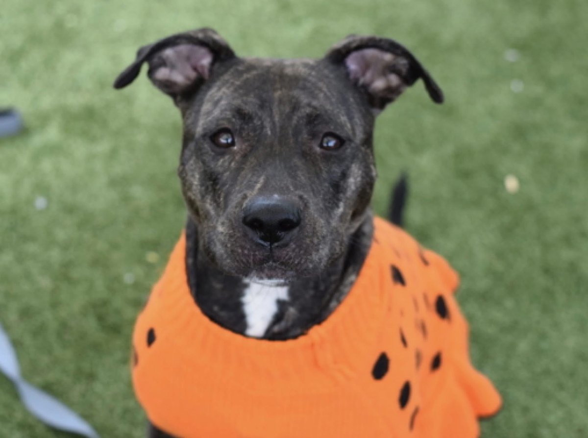 MiracleLnResq's tweet image. We are absolutely ecstatic to say this..

#NYCACCPond is finally SAFE

An amazing person stepped forward and said enough is enough.

She is going to an #incredible #foster 

A huge thank you to everyone 💜

@notthesameone2 @NMBewitched @MyBoxerLuvMac1