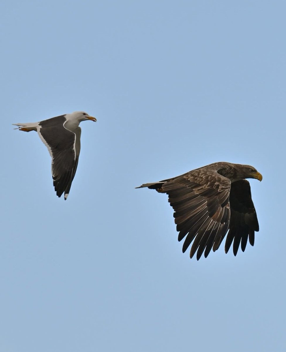 📍 Een zeearend, vergezeld door een meeuw, boven de Oostvaardersplassen, aan de Almeerse kant.
📸 Marcel Versteeg 

Dit initiatief laat Almere zien zoals bewoners het beleven: van stad en architectuur tot natuur en seizoenen.

#almerefotografie
#almere