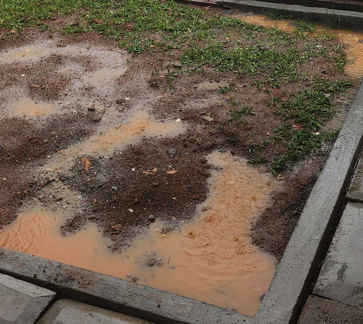 lingric's tweet photo. Mosquitoes must be very happy with this afternoon's heavy rain in many parts of Wakiso district. The rain creates water spots for mosquitoes to lay eggs which eventually develop into adult mosquitoes that spread malaria. Let’s eliminate all stagnant water to prevent malaria. https://t.co/cFpDXgSIOw