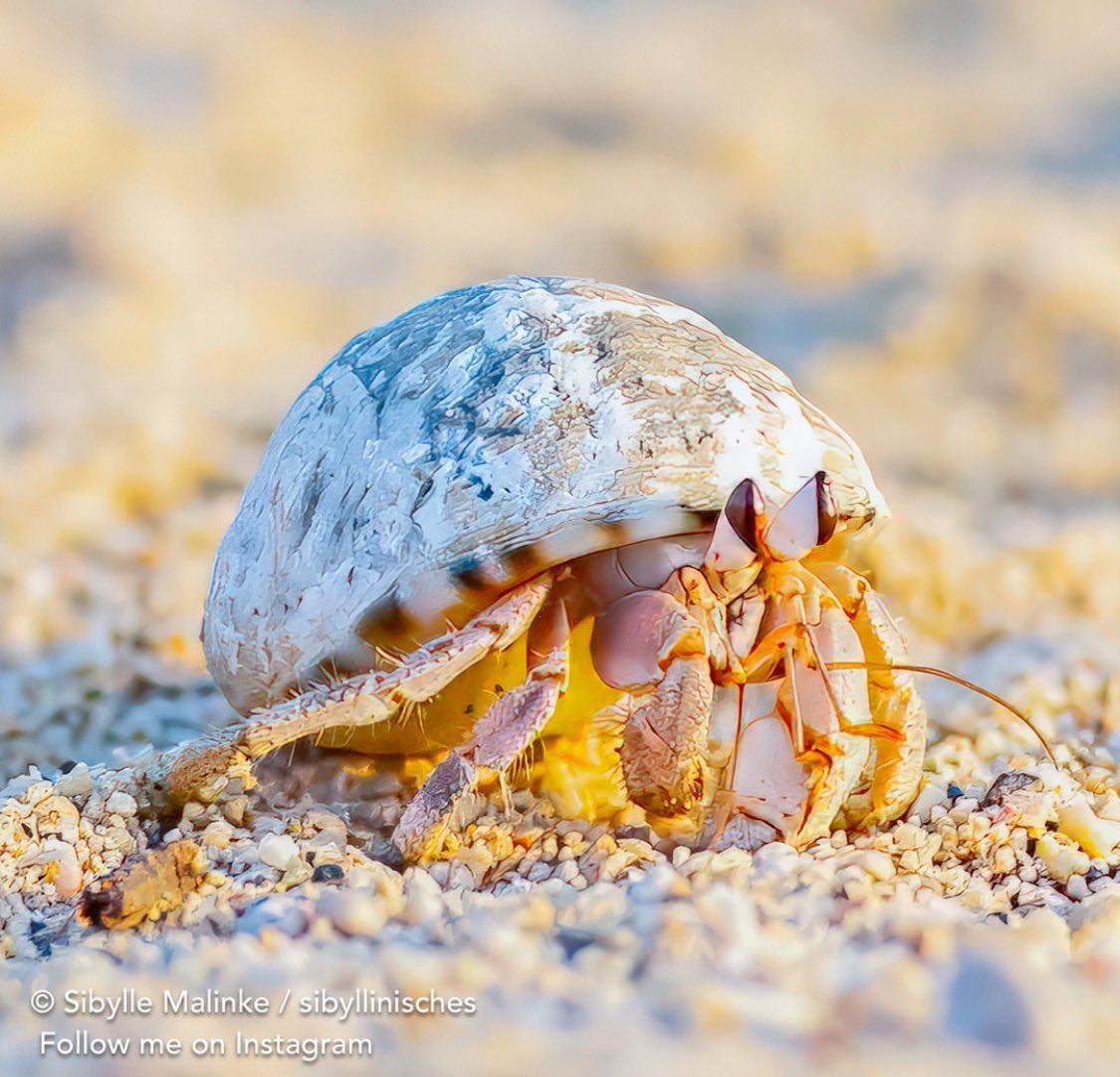 🦀 Crab Of The Day 🦀 tweet media