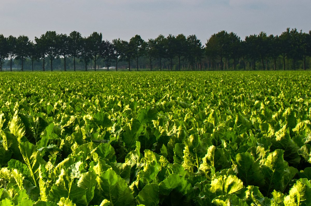 Primary Food Processors tweet media