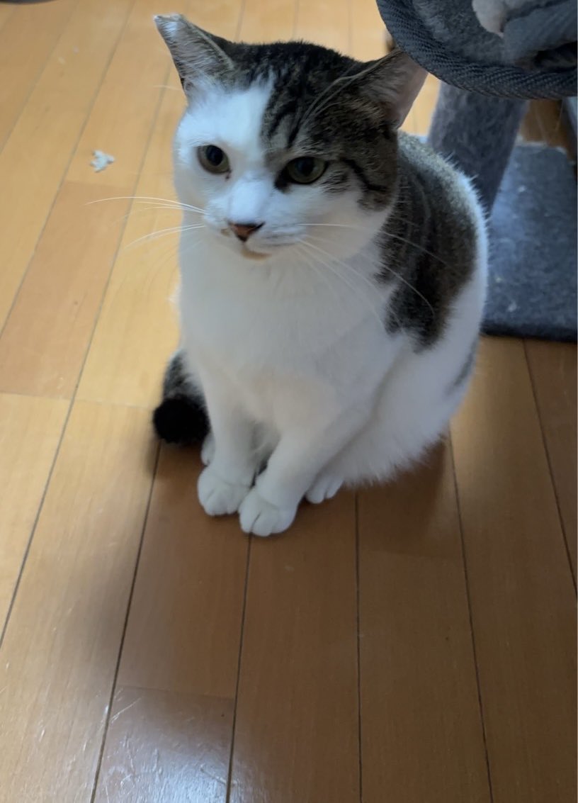 金曜日の夜はKPOPのダンスを習ってる私🤭　今日も頑張って踊ってきたぜ✨
アドレナリンが出て寝付けないんだよね💦
明日仕事だからね、寝たいのよ。きいちゃんのわがままボディとならすぐ寝れそうよ🙏
#猫のいる暮らし　#かぎしっぽ