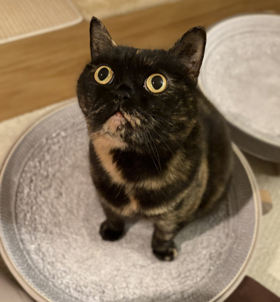 さびニャンズ (@sabinekonyans) / Posts / X