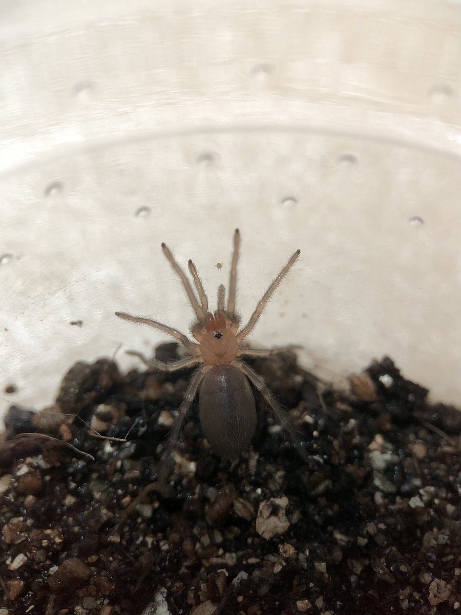 さっちゃん🐛🦂🕷 (@BugsLife3939) / Posts / X