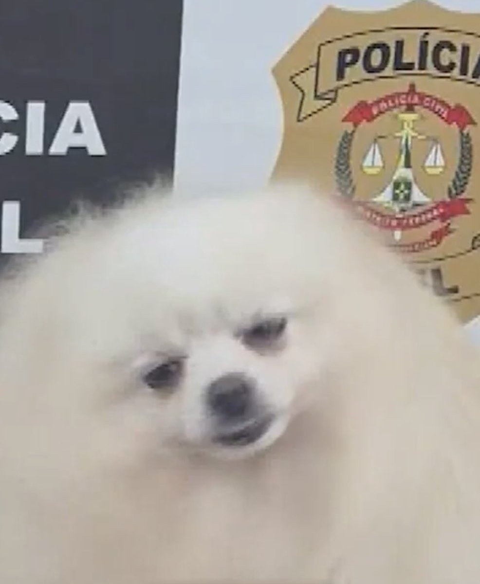 horsinha's tweet image. Desde ontem rindo da foto desse cachorro que tinha sido roubado e foi achado. O coitado zonzo de tanto perrengue em transporte público