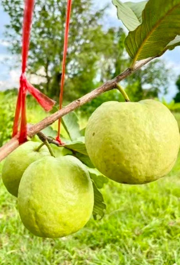 Indian Glorious Nursery and Cultivation (@21indiannursery) on Twitter photo 