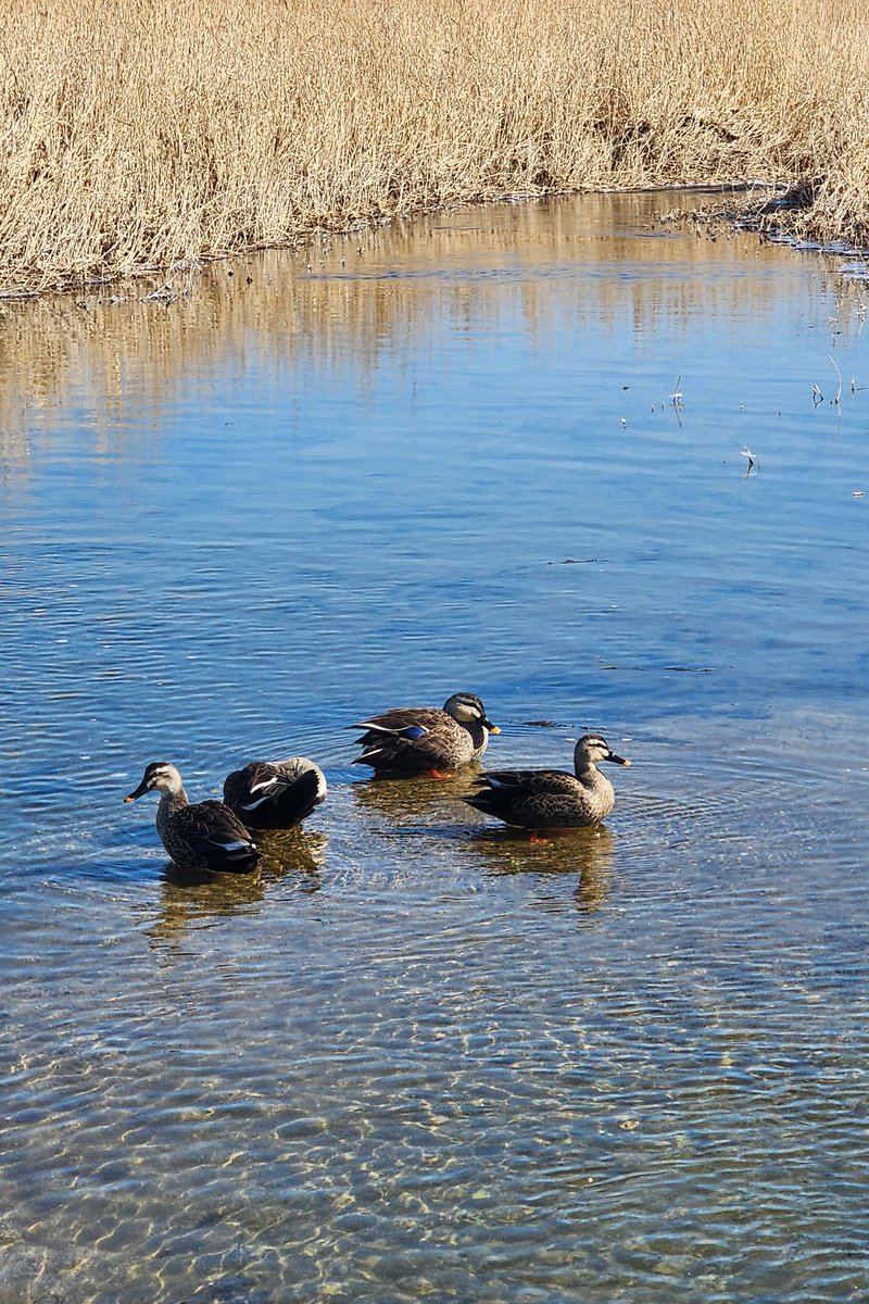 5488aaa's tweet image. 산책길