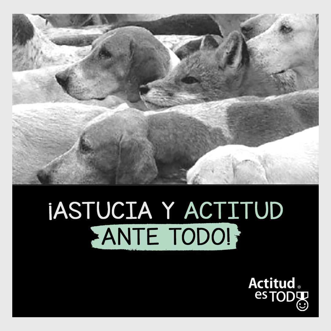 Actitud es Todo tweet media