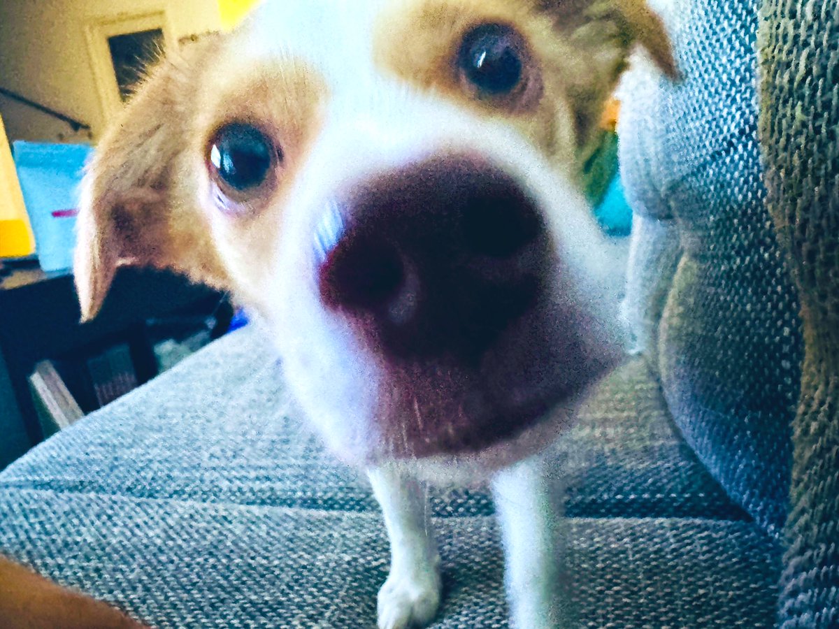 footballaustria's tweet image. Dyson, Miele und Kärcher können zsammpacken: Hier der verlässlichste Handstaubsauger der Welt. Optional auch mit Nassreinigung.