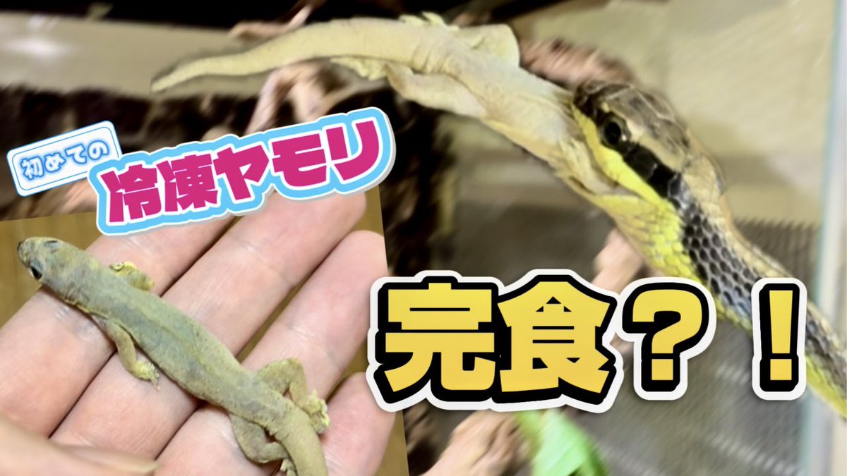 Taki__Channel's tweet photo. ⭐️YouTube更新！

活餌じゃなくても食べる？アオハラブロンズヘビに冷凍ヤモリを与えた結果... https://t.co/X9LggUXv6X 

活ヤモリで育てていたアオハラブロンズヘビに初めての冷凍ヤモリ…果たしてちゃんと食べるのか？！😳

#アオハラブロンズヘビ 
#変態ヘビ https://t.co/Q13PB5352z