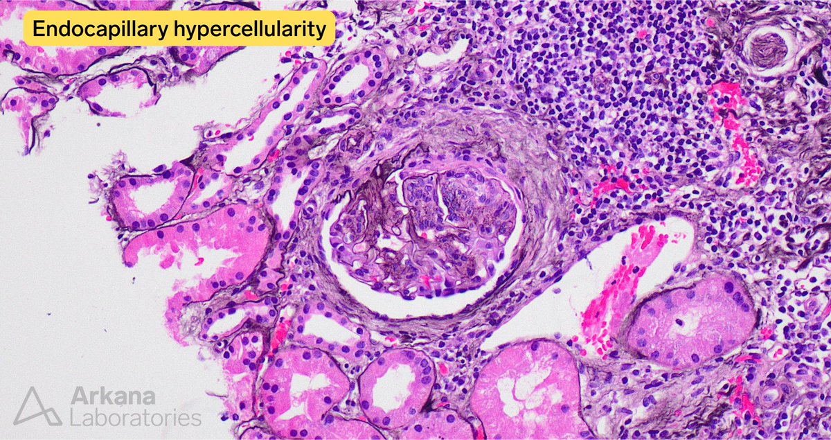 Arkana Laboratories tweet media