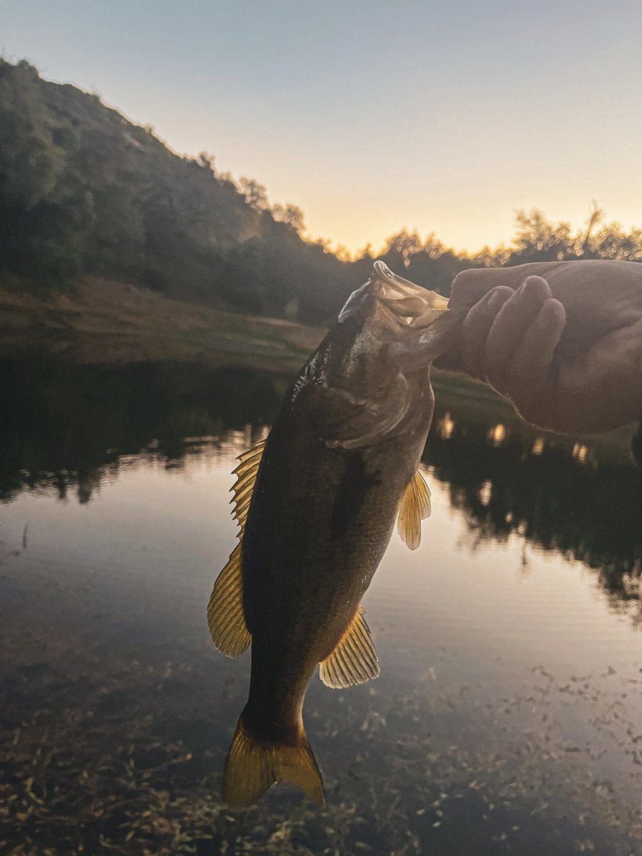 CKIVFoundation's tweet photo. The C4 Ranch offers beautiful scenery, including five peaceful lakes where families can relax, reconnect, and enjoy time fishing — and maybe even catch one of these along the way.
#c4ranch #fishing #navysealfamilies https://t.co/udwCoaW2Xg
