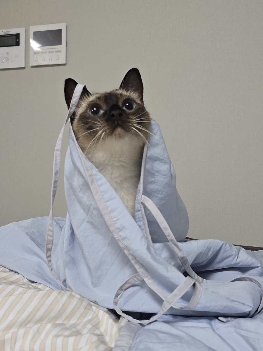 이 글을 알티하면
이불요정의 가호를 받아 오늘 좋은 꿈을 꾸게 됩니다🩵