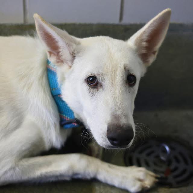 _taysmyoxygen1d's tweet image. 🆘 SCARED WHITE SHEPHERD DOG IS BEING KILLED TODAY 1.30 BY #SANANTONIO ACS #TEXAS‼️

GANDALF 🪄🔮#A791565 1yo
💘Crate &amp;amp; house trained, nervous  (avoids eye contact, drools &amp;amp; trembles)

#AdoptDontShop/#Foster📧 acsadoptions@sanantonio.gov/
acsrescue-foster@sanantonio.gov

#PLEDGE