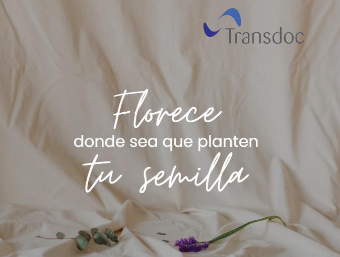 transdoctrabajos tweet media