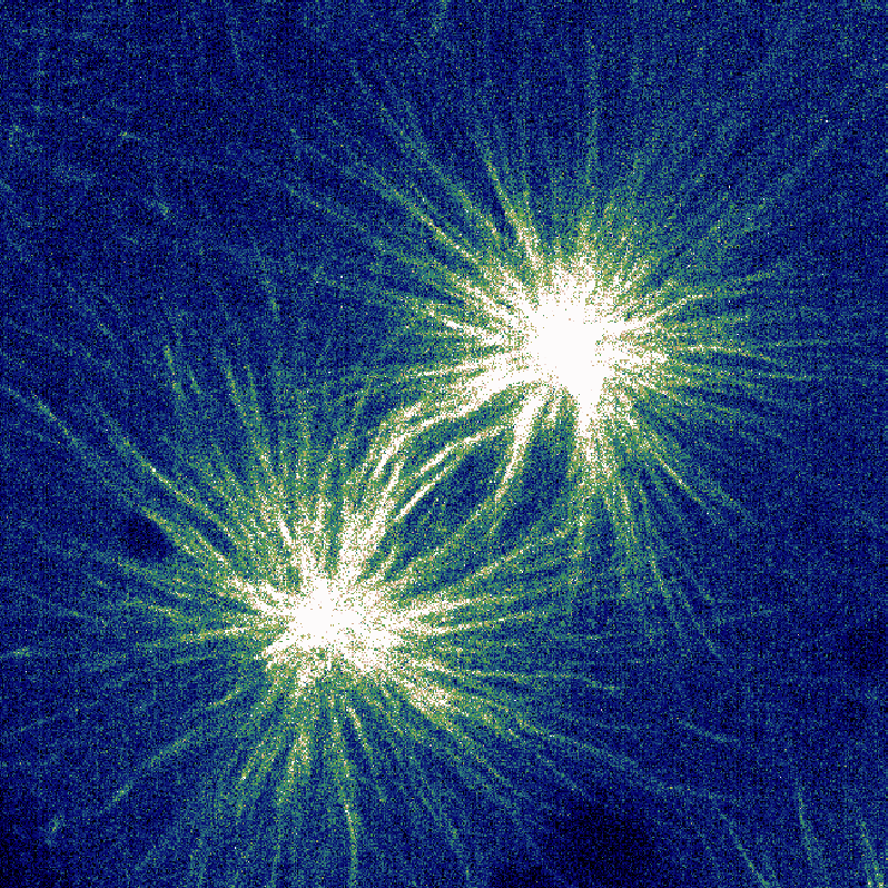 PoLDresden's tweet photo. Just in time for Friday, the next image from our annual PoL Photo Competition  📸

👨‍🔬 🔬©️ This #microscopy image was taken by Shuzo Kato, a PhD student in the Brugués lab @brugueslab 

🔍 Caption: The mitotic spindle in a zebrafish embryo under oxygen depletion (DCX-GFP). https://t.co/HzL7wFi9eN