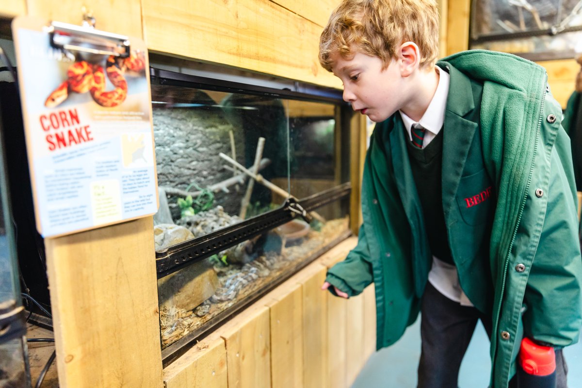 bedesprep's tweet image. Year 2 had a fantastic morning at the Senior School zoo this week!

Having studied herbivores, carnivores and omnivores in their recent Science lessons, they impressed the zookeepers with their knowledge and observations!

They met lemurs, squirrel monkeys and Drew the binturong!