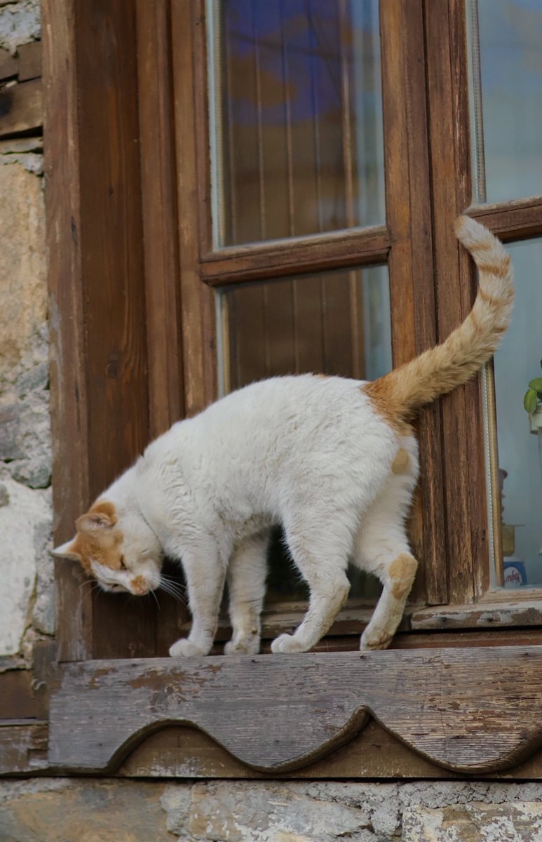 Kedi sevgisi karşılıksız değil; sadece kuralları kedice 😌🐈