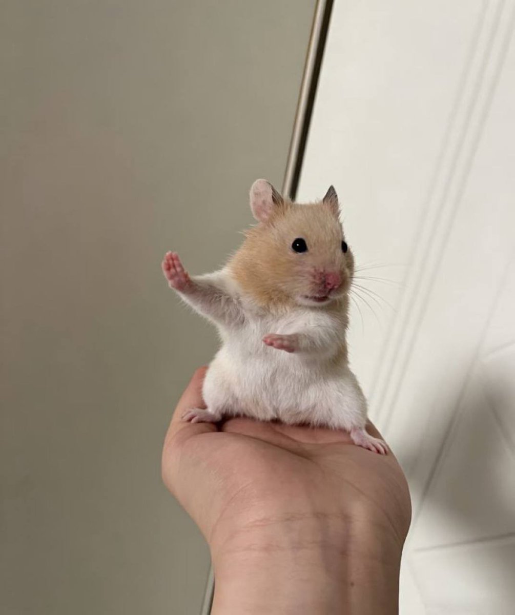 Benhamsol's tweet image. So far benham has over 400 holders, over 150 community members, almost 100 followers on the main X. 

The lore/narrative is great benham is everywhere, we are building a community/cult. We have been consistently holding the 50k range for a couple days now breakout will come. Keep…