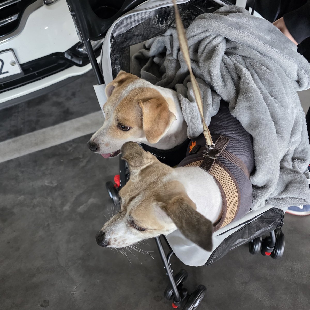 elf 💜 n/acc|(❖,❖) tweet media