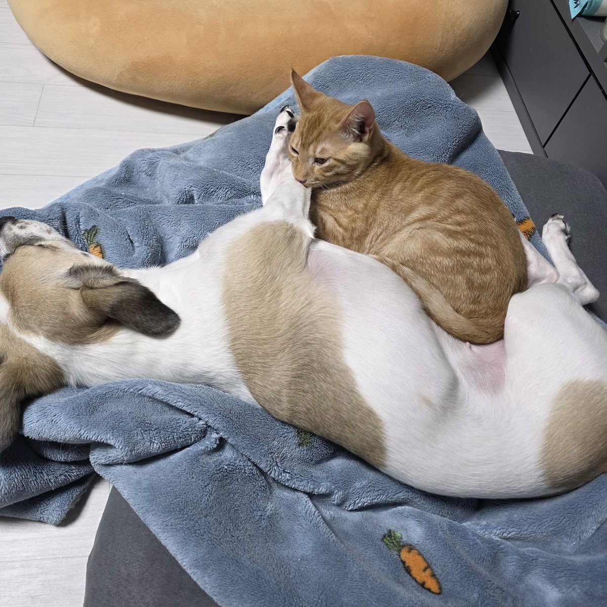 elf 💜 n/acc|(❖,❖) tweet media